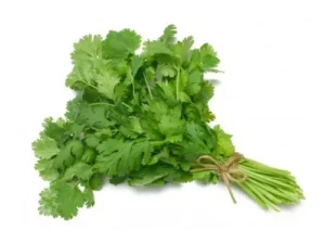 Coriander