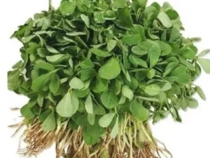 Fenugreek