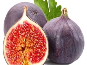 Fig
