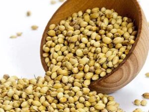 Coriander